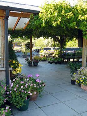 Photo of An Outdoor Growing Area